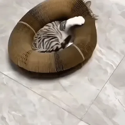 Magic Accordion Cat Scratcher demonstration