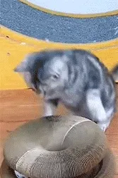 Magic Accordion Cat Scratcher product demonstration